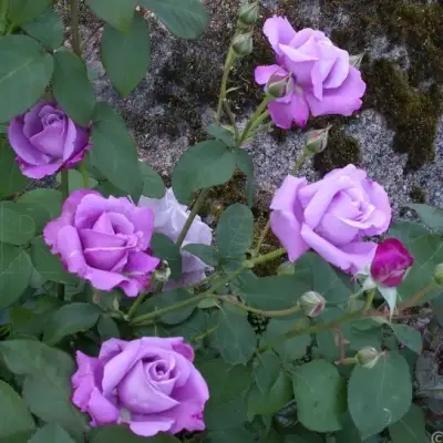 Роза СИЛЬВЕР СТАР чайно-гибридная в Барановичах