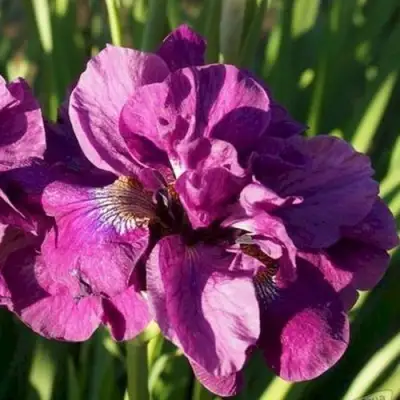 Ирис БАНДЛ ОВ ДЖОЙ сибирский в Барановичах