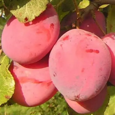 Слива ФАВОРИТЕ ДЕ СУЛТАНО в Барановичах