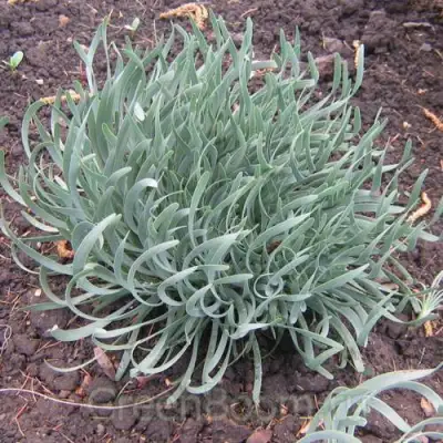 Лук СПИРАЛИС горный в Барановичах