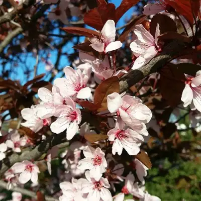 Слива ВУДИ растопыренная в Барановичах