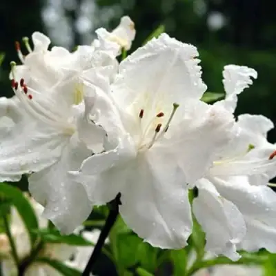 Азалия ОКСИДОЛ листопадная в Барановичах