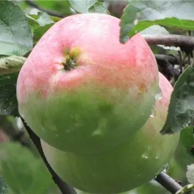 Яблоня МОСКОВСКОЕ ЗИМНЕЕ в Барановичах