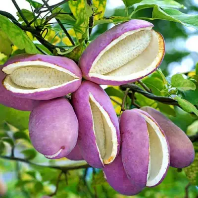 Акебия ПЯТЁРНАЯ  в Барановичах