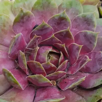 Молодило УФО в Барановичах