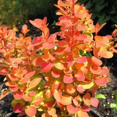 Барбарис ОРАНЖ ФАЙЕР тунберга в Барановичах