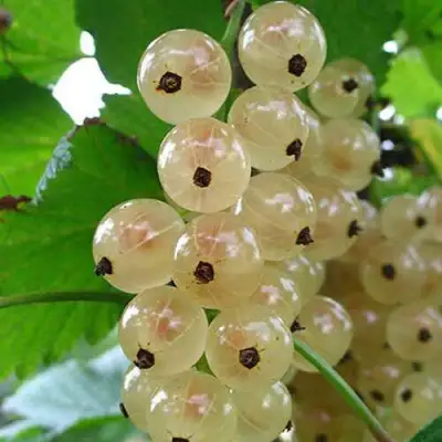 Смородина белая ЮТЕРБОРГСКАЯ в Барановичах