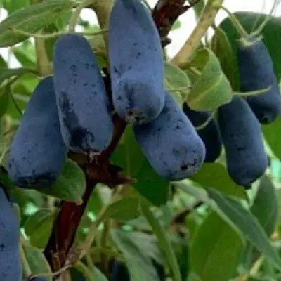 Жимолость съедобная ВОЛХОВА в Барановичах