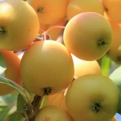 Яблоня УРАЛЬСКОЕ НАЛИВНОЕ в Барановичах