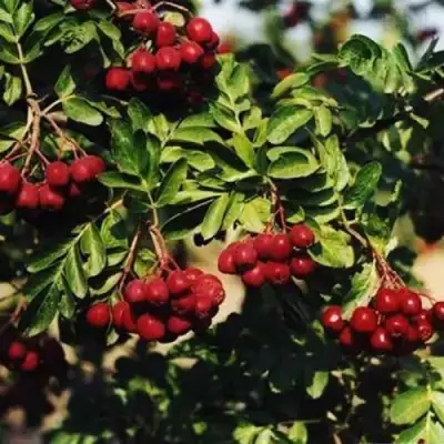 Рябина РУБИНОВАЯ сладкоплодная в Барановичах