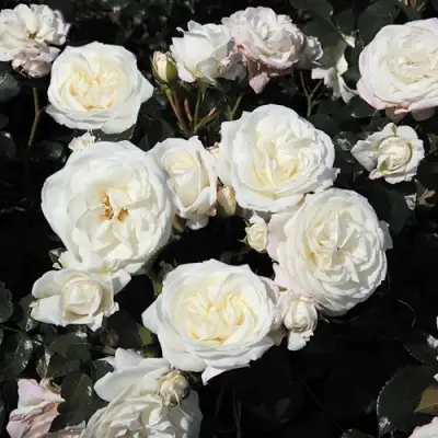 Роза АЛАБАСТЕР флорибунда в Барановичах