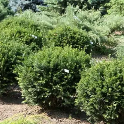 Тис НАНА остроконечный  в Барановичах