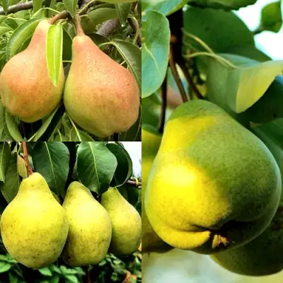 Комплект НАСТОЯЩИЙ ВОСТОРГ в Барановичах