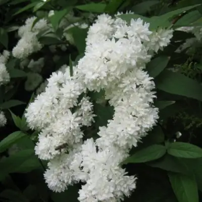 Дейция КАНДИДИССИМА шершавая в Барановичах