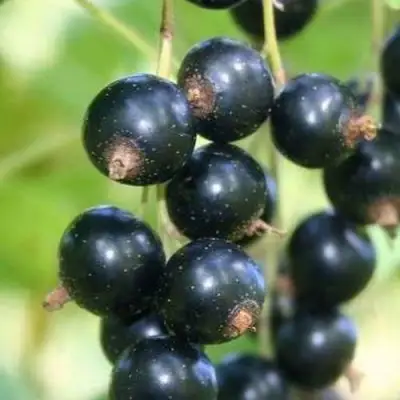 Смородина черная СТРЕЛЕЦ в Барановичах