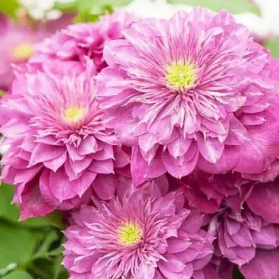 Клематис КАЙЗЕР в Барановичах