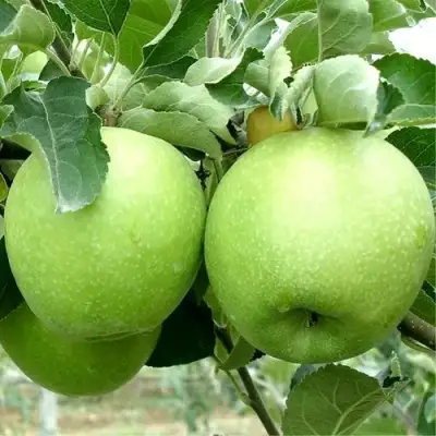 Яблоня РЕНЕТ СИМИРЕНКО в Барановичах