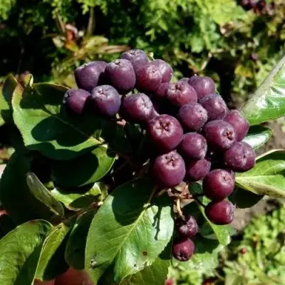 Рябина ЛИКЁРНАЯ сладкоплодная в Барановичах