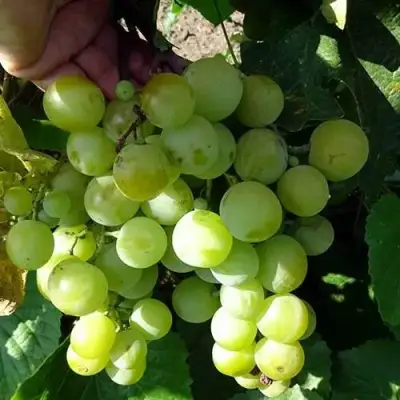 Виноград БАРС в Барановичах