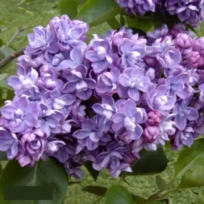 Сирень АМИ ШОТТ в Барановичах