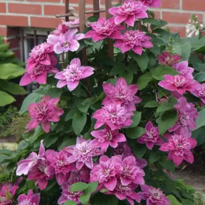 Клематис МАЙ ДАРЛИНГ  в Барановичах