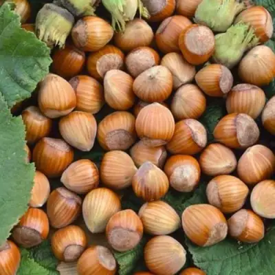 Фундук ТОНДА РОМАНА в Барановичах