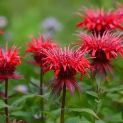 Монарда ПАНОРАМА РЕД в Барановичах