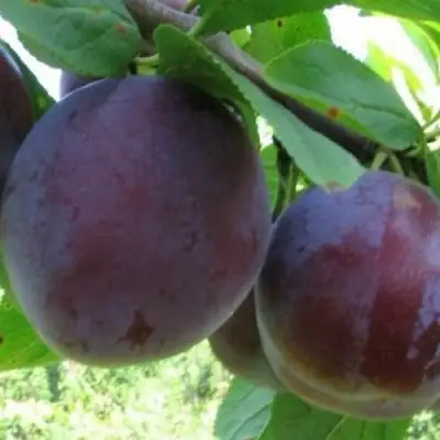 Слива СТАРТОВАЯ в Барановичах