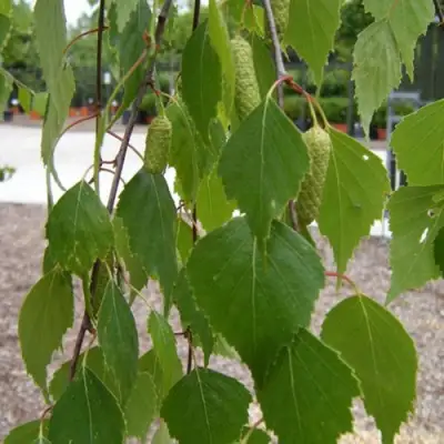 Береза ФАСЦИНЕЙШЕН белая  в Барановичах