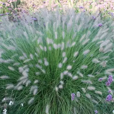 Пеннисетум ХАМЕЛН в Барановичах