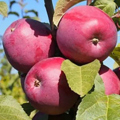 Яблоня ЗОРКА в Барановичах