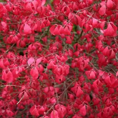 Бересклет КОМПАКТУС  в Барановичах