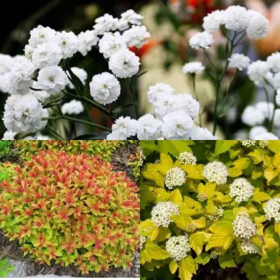 Комплект СОЛНЕЧНЫЙ МИКС в Барановичах