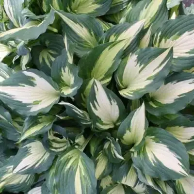 Хоста КРИСМАС КЭНДИ гибридная в Барановичах