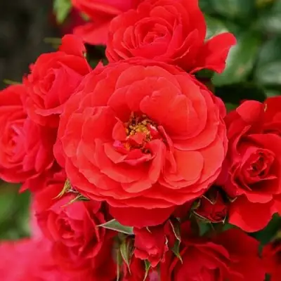 саженцы розы Черри Герл