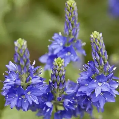 Вероника австрийская в Барановичах