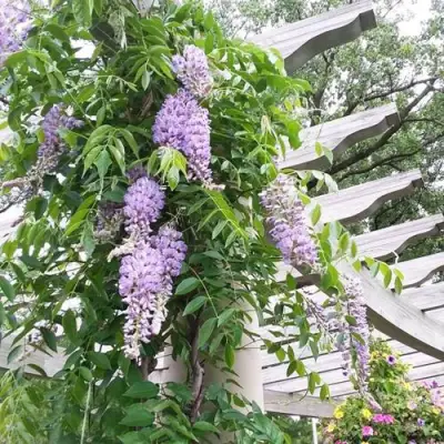 Глициния макростахия БЛЮ МУН в Барановичах