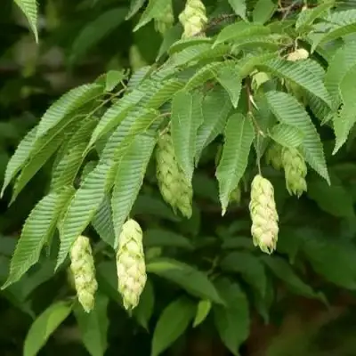 Граб японский в Барановичах
