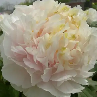 Пион ЗОЛОТОЙ ИЗУМРУД древовидный в Барановичах