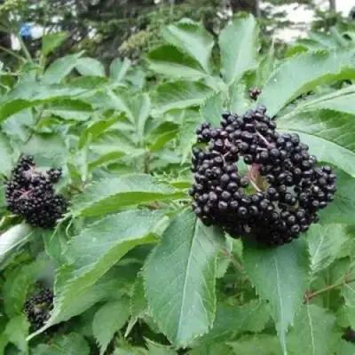 Бузина черная КЛАДЗЕЗЬ в Барановичах