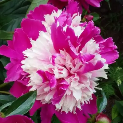 Пион КАПЛЯ РОСЫ травянистый в Барановичах