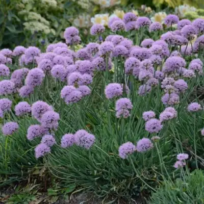 Лук ЛИЗА БЛЮ стареющий в Барановичах