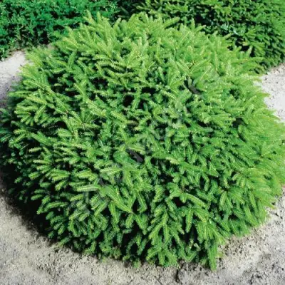 Ель НИДИФОРМИС обыкновенная в Барановичах