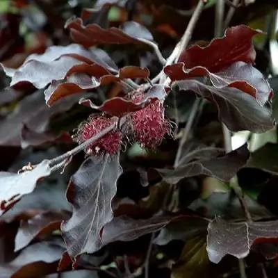 Бук лесной АТРОПУНИЦЕА в Барановичах