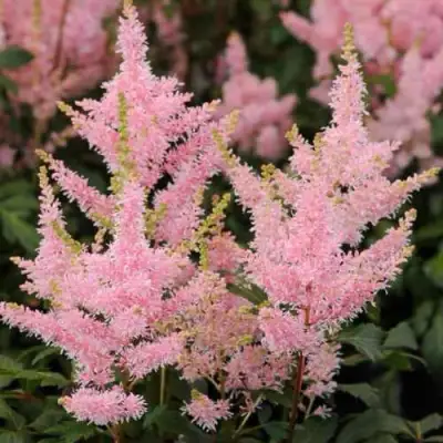 Астильба ЮНИК САЛМОН гибридная в Барановичах