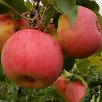 Яблоня БОЛОТОВСКОЕ в Барановичах