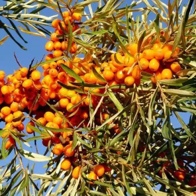 Облепиха ДАР МГУ в Барановичах