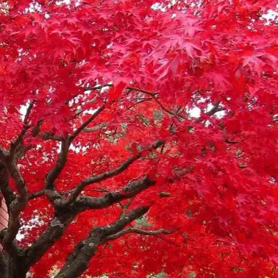 Клен гиннала  в Барановичах