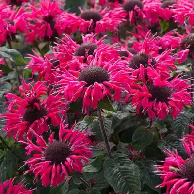 Монарда БИ МЭРИ гибридная в Барановичах