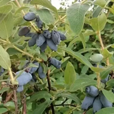 Жимолость съедобная НИМФА (ГАММА) в Барановичах